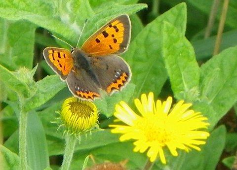 Variety Caeruleopunctata.